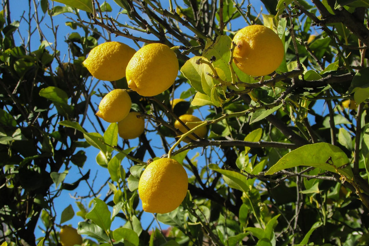 Limoncello de sorrente