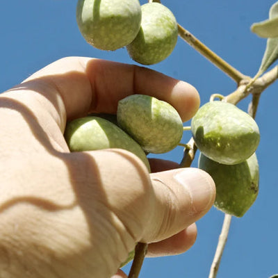 Olives vertes géantes Bella di Cerignola - 314ml - directement du producteur
